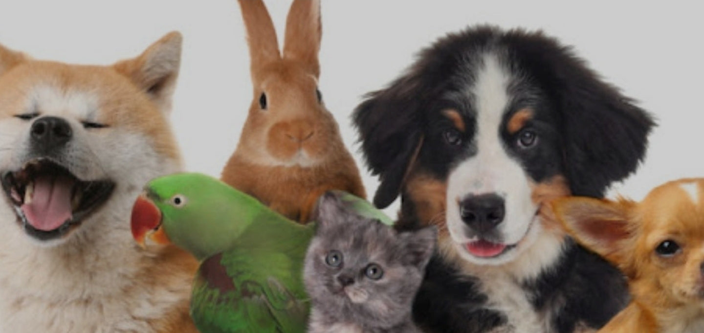 Pets